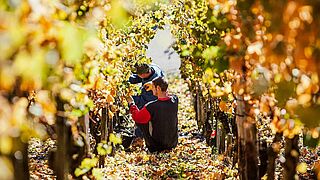 Weinlese in der Weinregion Mosel Saar Ruwer, auf dem Weingut Peter Lauer