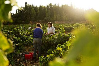 Weinberg in Languedoc Weinberg in Languedoc