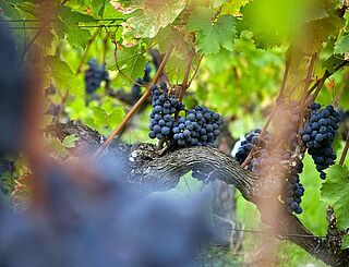 Merlot Trauben Merlot Trauben