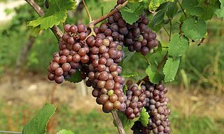 Grauburgunder Trauben