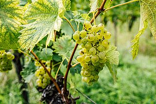 Grüner Veltliner Trauben