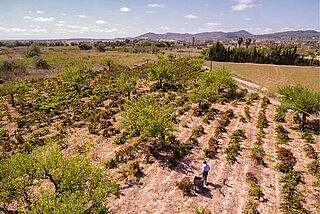 Weinberg von Mesquida Mora Weinberg von Mesquida Mora