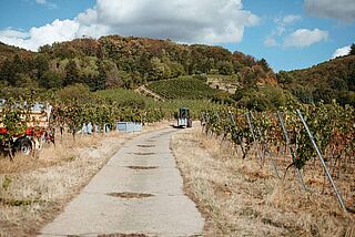 Weg auf einem Weinberg der Hessischen Bergstraße