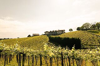 Weinberge in Txakoli