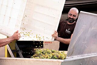 Arbeiter bei der Weinlese