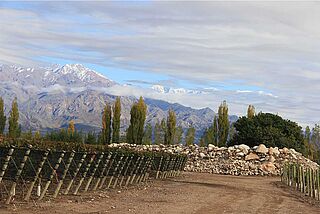 Das Weingut Zuccardi