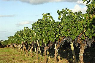 Weinfeld des Weinguts Lynsolence