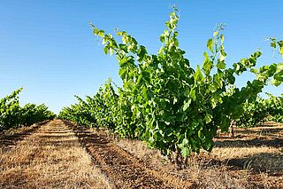 Weinreben des Weinfelds Swinney Weinreben des Weinfelds Swinney
