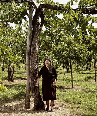 Alte Reben bei Feudi di San Gregorio