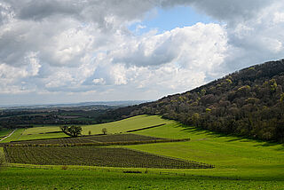Das Weingut von Sugrue