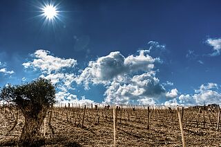 Weinland Syrien Weinland Syrien bei blauem Himmel