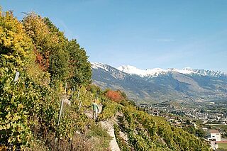 Weinberge neben Schweizer Bergen