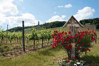 Rheingau vinregion Rheingau vinregion, vinmarker og røde roser under en blå himmel