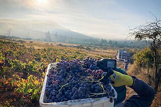 Lese bei Garage Wine Lese bei Garage Wine