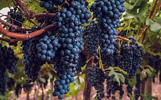 Cabernet Franc Reben