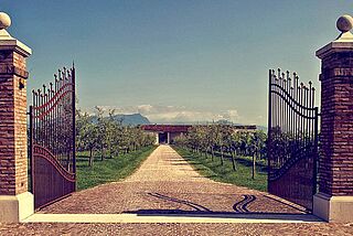 Venetien Olivini Venetien Olivini