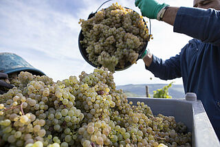 Weinregion Mosel Saar Ruwer Weinlese weisser Trauben