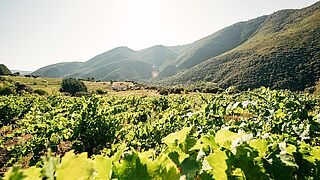 Weinberge in Bierzo