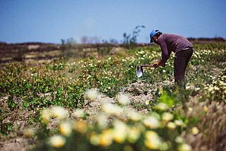 Feldarbeit bei Hatzidakis Feldarbeit bei Hatzidakis