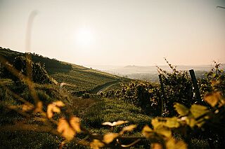 Weinberge von Ziereisen