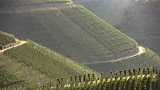 Ahr Weinfeld Ahr Weinfeld