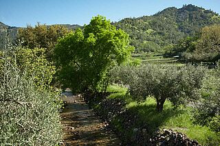 Weinfeld und Weinberge des Weinguts Eisele Vineyard Weinfeld und Weinberge des Weinguts Eisele Vineyard