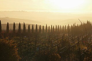 Die Abendsonne scheint über die Weinfelder