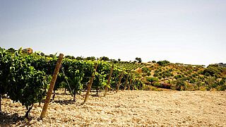 Weinfeld Sizilien Weinfeld Sizilien