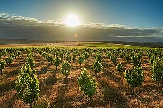 Weinreben auf dem Weinfeld Swinney Weinreben auf dem Weinfeld Swinney