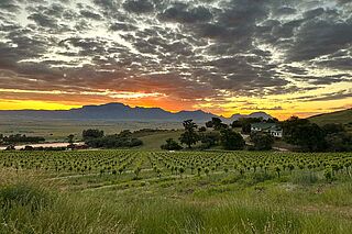 Weinfeld des Weinguts Testalonga bei Sonnenaufgang Weingut Testalonga bei Sonnenaufgang