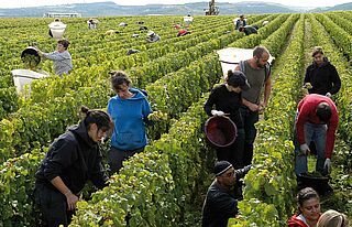 Weinlese in den USA Arbeiter bei der Weinlese in den USA