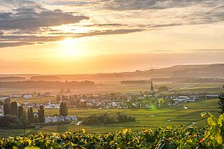 Weinberge von Bonnet-Ponson
