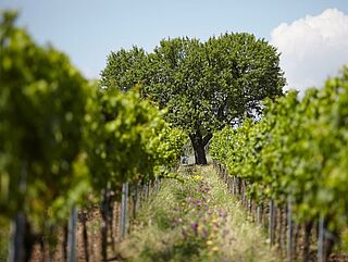 Weinregion Pfalz Weinregion Pfalz