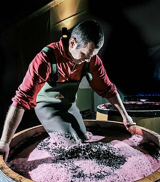 Maische treten Im Keller bei Sierra Cantabria