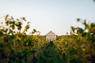 Weingut von Louis Roederer in der Champagne