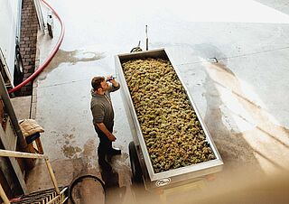 Überprüfung des Restzuckers bei den frisch geernteten Trauben