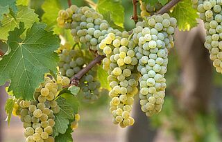 Sauvignon Blanc Trauben am Rebstock