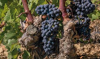 Tempranillo Trauben