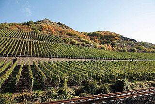 Weinregion Nahe Weinregion Nahe, Weinberg bei blauem Himmel