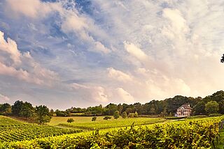 Weingut Odinstal in der Pfalz