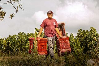 Feldarbeit bei Gulfi Feldarbeit bei Gulfi