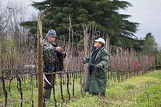 Weinlese auf einem Weinfeld in Portugal