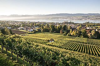 Weinberge in der Schweiz