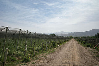 Die Weinberge von Cheval des Andes