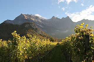 Weinberge neben Bergen in der Schweiz