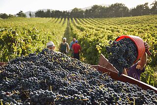 Weinlese in der Lombardei Weinlese in der Lombardei