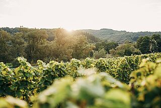 Nahe vinregion Vinregion Nahe, Vindyrkning