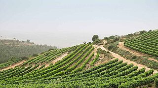 Israel Weinfeld Weinberge