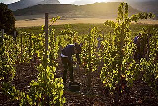 Arbeit an den Rebstöcken