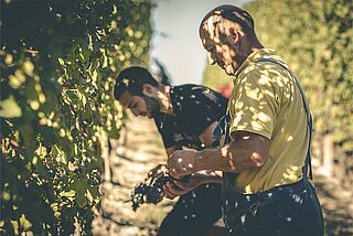 Winzer Corino auf dem Weinberg